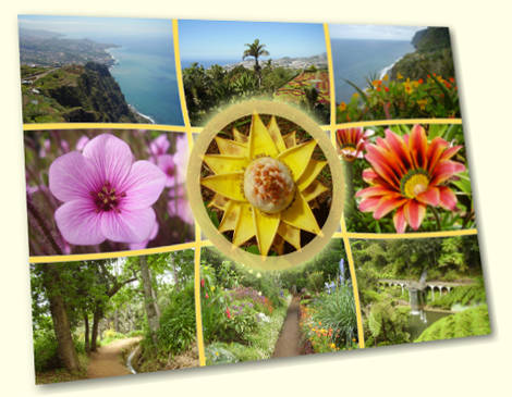 Banana - Madeira postcard