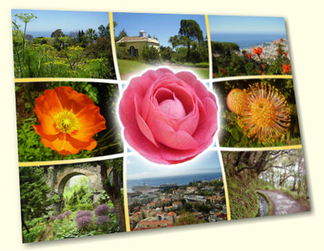 Camellia - Madeira postcard