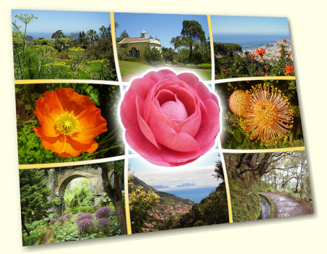 Camellia - Madeira postcard