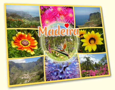 Strelitzia - Madeira postcard