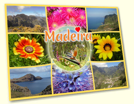 Strelitzia - Madeira postcard