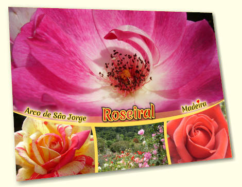 Roseiral - Madeira postcard